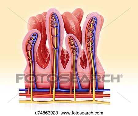 Cross section of the human small intestinal wall, computer artwork. View Large Illustration Stock Illustration - Cross section of the human small intestinal wall, computer artwork.. Fotosearch