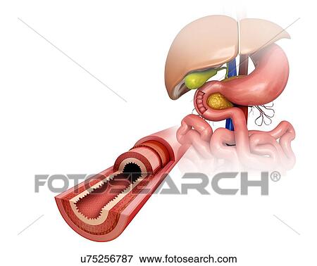 Cross section of the human small intestinal wall, computer artwork. View Large Illustration Stock Illustration - Cross section of the human small intestinal wall, computer artwork.. Fotosearch