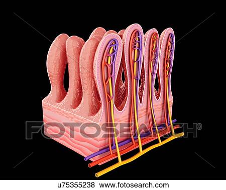 Cross section of the human small intestinal wall, computer artwork. View Large Illustration Stock Illustration - Cross section of the human small intestinal wall, computer artwork.. Fotosearch