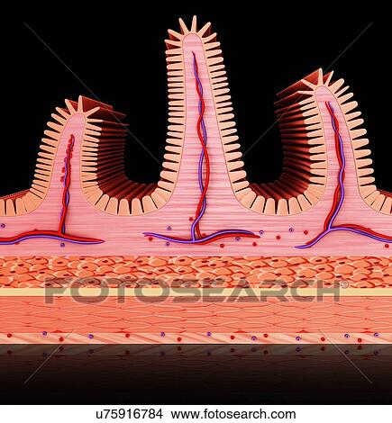 Stock Illustration - Cross section of the human small intestinal wall, computer illustration.. Fotosearch
