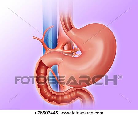 Stock Illustration - Cross section of the human small intestine and stomach, computer illustration.. Fotosearch
