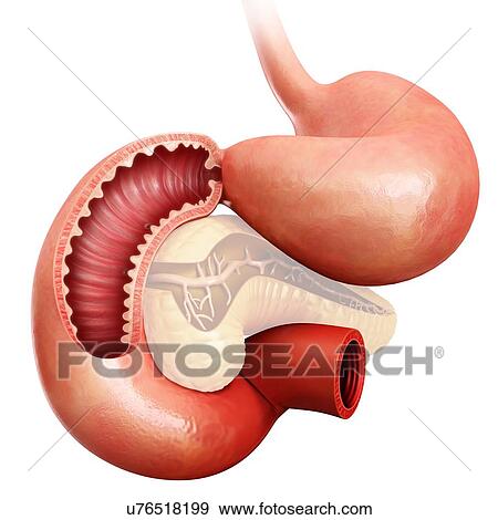 Stock Illustration - Cross section of the human small intestine, computer artwork.. Fotosearch