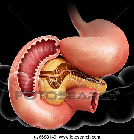 Cross section of the human small intestine and pancreas, computer illustration. View Large Illustration Stock Illustration - Cross section of the human small intestine and pancreas, computer illustration.. Fotosearch