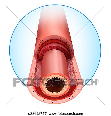 Cross section of the human small intestinal wall, computer illustration. View Large Illustration Stock Illustration - Cross section of the human small intestinal wall, computer illustration.. Fotosearch