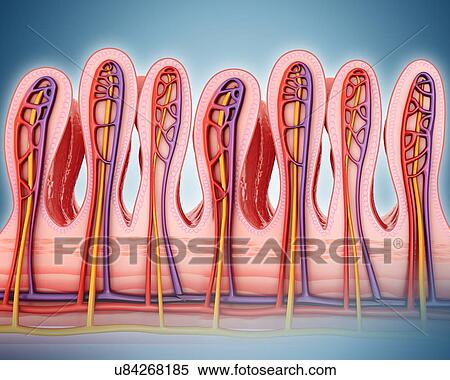 Cross section of the human small intestinal wall, computer artwork. View Large Illustration Stock Illustration - Cross section of the human small intestinal wall, computer artwork.. Fotosearch