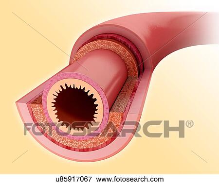 Stock Illustration - Cross section of the human small intestinal wall, computer illustration.. Fotosearch