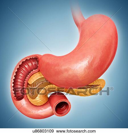 Stock Illustration - Cross section of the human small intestine, stomach and pancreas, computer illustration.. Fotosearch