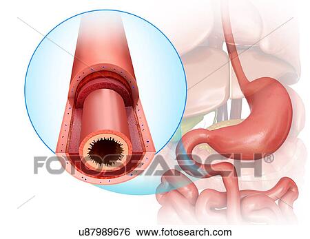 Cross section of the human small intestine, computer illustration. View Large Illustration Stock Illustration - Cross section of the human small intestine, computer illustration.. Fotosearch