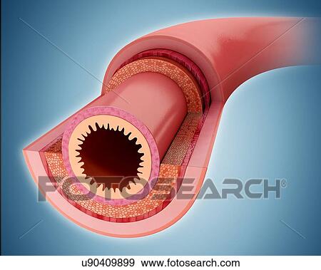 Stock Illustration - Cross section of the human small intestinal wall, computer artwork.. Fotosearch