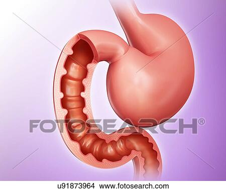 Cross section of the human small intestine, computer artwork. View Large Illustration Stock Illustration - Cross section of the human small intestine, computer artwork.. Fotosearch