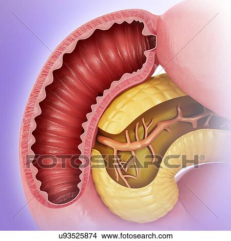 Stock Illustration - Cross section of the human small intestine and pancreas, computer illustration.. Fotosearch