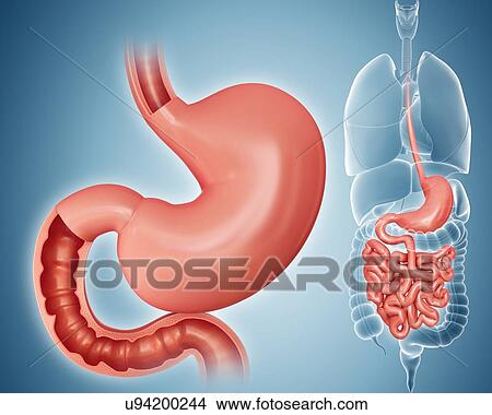 Stock Illustration - Cross section of the human small intestine and stomach, computer artwork.. Fotosearch
