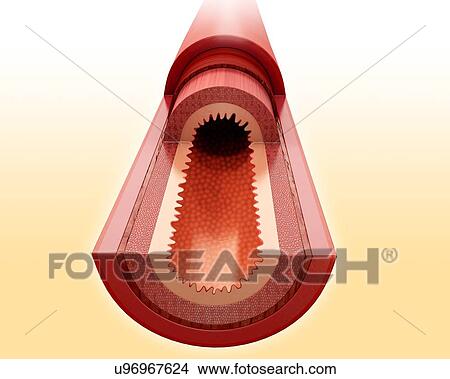Stock Illustration - Cross section of the human small intestinal wall, computer illustration.. Fotosearch