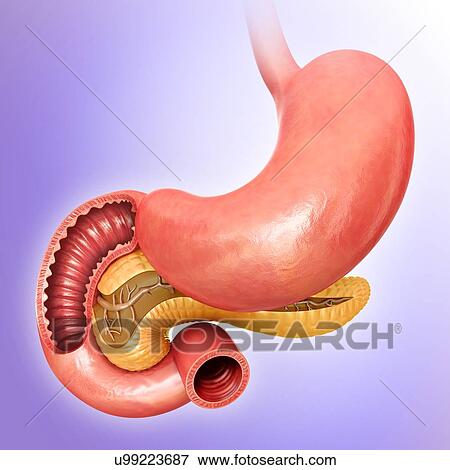 Cross section of the human small intestine and pancreas, computer illustration. View Large Illustration Stock Illustration - Cross section of the human small intestine and pancreas, computer illustration.. Fotosearch