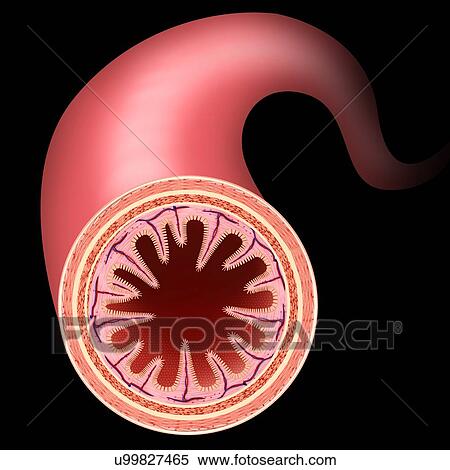 Cross section of the human small intestinal wall, computer illustration. View Large Illustration Stock Illustration - Cross section of the human small intestinal wall, computer illustration.. Fotosearch