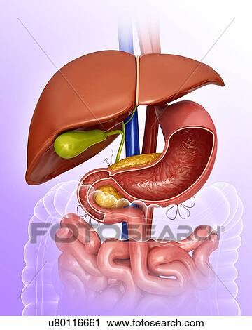 Cross section of the human stomach and internal organs, computer illustration. View Large Illustration Clip Art - Cross section of the human stomach and internal organs, computer illustration.. Fotosearch