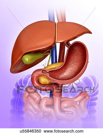Cross section of the human stomach and internal organs, computer illustration. View Large Illustration Clipart - Cross section of the human stomach and internal organs, computer illustration.. Fotosearch