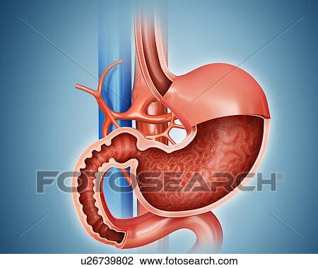 Drawing - Cross section of the human stomach and small intestine, computer artwork.. Fotosearch