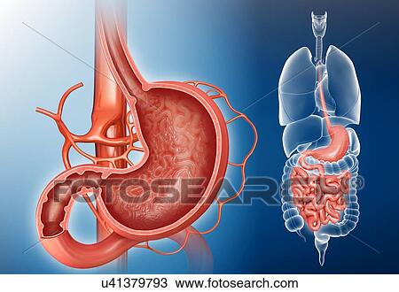 Cross section of the human stomach and small intestine, computer illustration. View Large Illustration Drawing - Cross section of the human stomach and small intestine, computer illustration.. Fotosearch