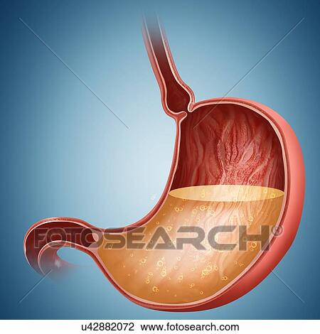 Cross section of the human stomach and acidity levels, computer illustration. View Large Illustration Drawing - Cross section of the human stomach and acidity levels, computer illustration.. Fotosearch