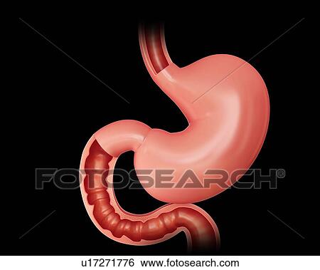 Cross section of the human stomach and small intestine, computer illustration. View Large Illustration Stock Illustration - Cross section of the human stomach and small intestine, computer illustration.. Fotosearch