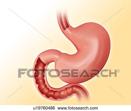 Stock Illustration - Cross section of the human stomach and small intestine, computer illustration.. Fotosearch