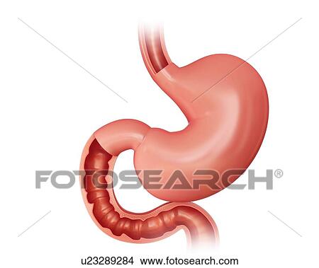 Stock Illustration - Cross section of the human stomach and small intestine, computer illustration.. Fotosearch