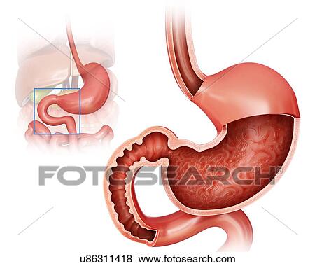 Stock Illustration - Cross section of the human stomach and small intestine, computer artwork.. Fotosearch