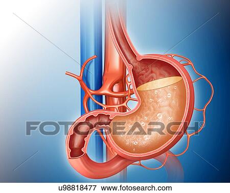 Stock Illustration - Cross section of the human stomach and acidity levels, computer illustration.. Fotosearch