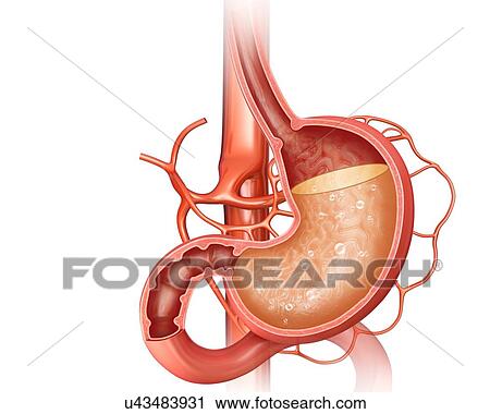 Cross section of the human stomach showing acidity levels, computer artwork. View Large Illustration Clip Art - Cross section of the human stomach showing acidity levels, computer artwork.. Fotosearch