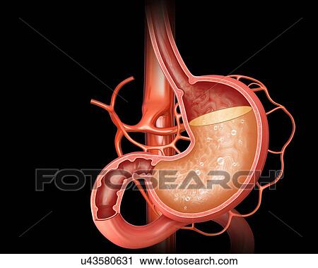 Cross section of the human stomach showing acidity levels, computer artwork. View Large Illustration Clip Art - Cross section of the human stomach showing acidity levels, computer artwork.. Fotosearch