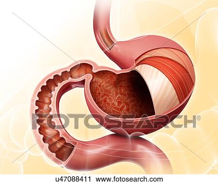 Clip Art - Cross section of the human stomach layers and small intestine, computer artwork.. Fotosearch