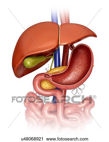 Clip Art - Cross section of the human stomach, computer artwork.. Fotosearch