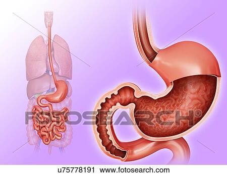 Clip Art - Cross section of the human stomach, computer illustration.. Fotosearch