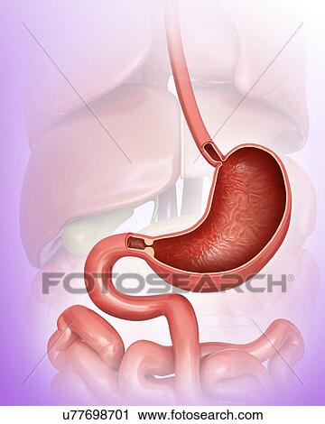 Cross section of the human stomach, computer illustration. View Large Illustration Clip Art - Cross section of the human stomach, computer illustration.. Fotosearch