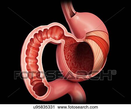 Cross section of the human stomach layers and small intestine, computer illustration. View Large Illustration Clip Art - Cross section of the human stomach layers and small intestine, computer illustration.. Fotosearch