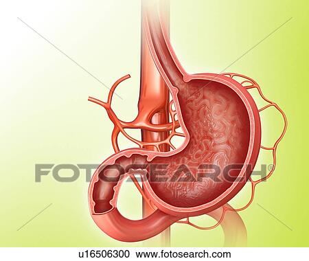 Clipart - Cross section of the human stomach, computer artwork.. Fotosearch