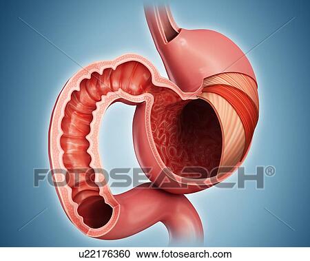 Cross section of the human stomach layers and small intestine, computer illustration. View Large Illustration Clipart - Cross section of the human stomach layers and small intestine, computer illustration.. Fotosearch