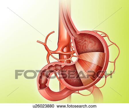 Cross section of the human stomach layers, computer illustration. View Large Illustration Clipart - Cross section of the human stomach layers, computer illustration.. Fotosearch