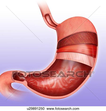 Clipart - Cross section of the human stomach layers and small intestine, computer illustration.. Fotosearch