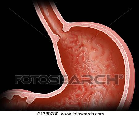 Cross section of the human stomach, computer illustration. View Large Illustration Clipart - Cross section of the human stomach, computer illustration.. Fotosearch