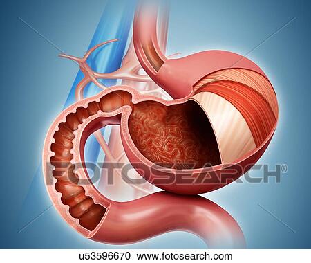 Clipart - Cross section of the human stomach layers and small intestine, computer artwork.. Fotosearch