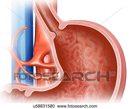 Clipart - Cross section of the human stomach, computer illustration.. Fotosearch