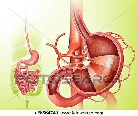 Clipart - Cross section of the human stomach layers and small intestine, computer illustration.. Fotosearch