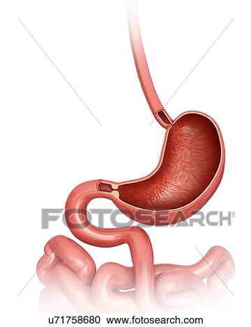 Cross section of the human stomach, computer artwork. View Large Illustration Clipart - Cross section of the human stomach, computer artwork.. Fotosearch
