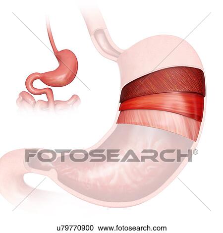 Cross section of the human stomach layers and small intestine, computer artwork. View Large Illustration Clipart - Cross section of the human stomach layers and small intestine, computer artwork.. Fotosearch