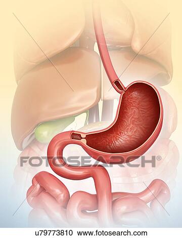 Clipart - Cross section of the human stomach, computer artwork.. Fotosearch
