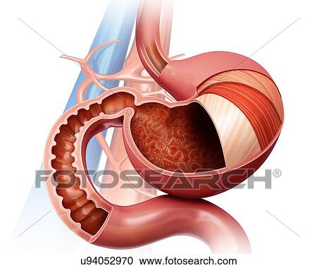 Clipart - Cross section of the human stomach layers and small intestine, computer artwork.. Fotosearch