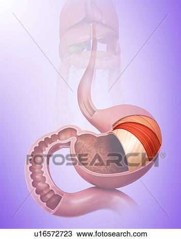Cross section of the human stomach layers and small intestine, computer illustration. View Large Illustration Drawing - Cross section of the human stomach layers and small intestine, computer illustration.. Fotosearch