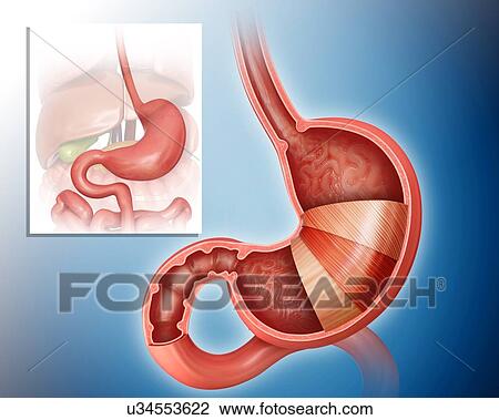 Drawing - Cross section of the human stomach layers and small intestine, computer illustration.. Fotosearch